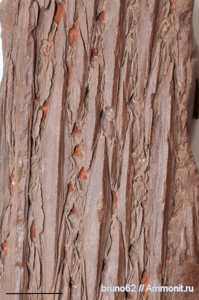 Carboniferous, Lepidophytes