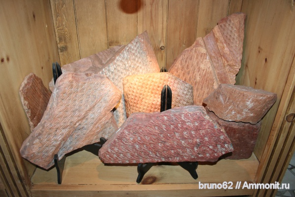 Carboniferous, Bolsovian, France, plants from Liévin aera