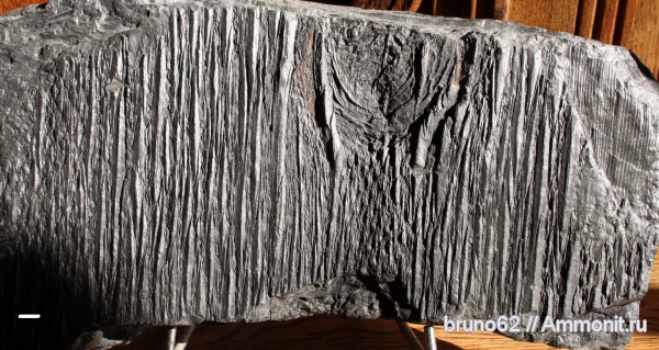 Carboniferous, Bolsovian, France, plants from Liévin aera