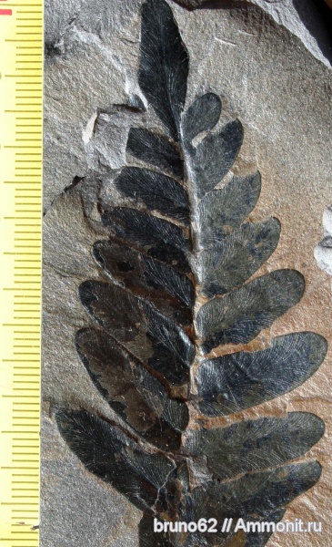 Carboniferous, Neuropteris, Bolsovian, France, plants from Liévin aera, Laveineopteris