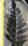 Laveineopteris (neuropteris) tenuifolia