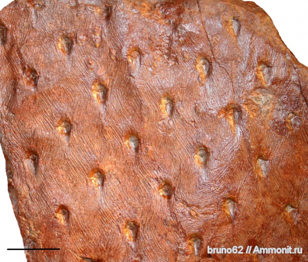 Carboniferous, Asolanus, Lepidophytes, Bolsovian, asolanus camptotaeniae