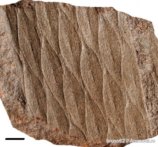 Carboniferous, Bolsovian, France, plants from Liévin aera, Aspidiaria