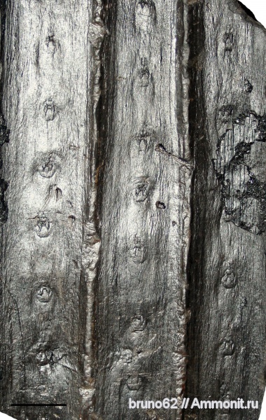 Sigillaria laevigata, Sigillaria