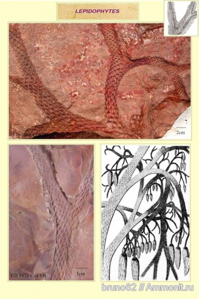 Carboniferous, Lepidodendron, Bolsovian, France, plants from Liévin aera