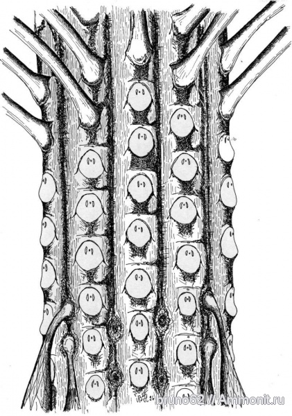 Carboniferous, Sigillaria, Bolsovian, France, plants from Liévin aera