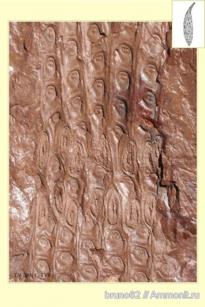 Carboniferous, Sigillaria, Bolsovian, France, plants from Liévin aera