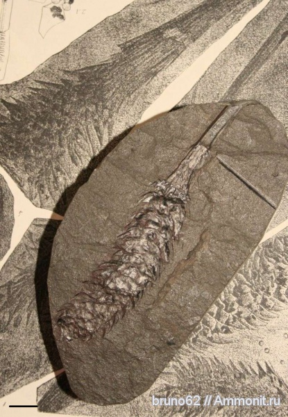 Carboniferous, Bolsovian, France, plants from Liévin aera, sigillariostrobus