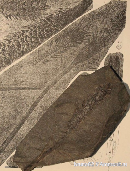 Carboniferous, Bolsovian, France, plants from Liévin aera, sigillariostrobus