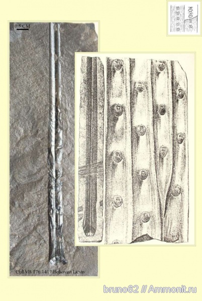 Carboniferous, Sigillaria, Bolsovian, France, plants from Liévin aera