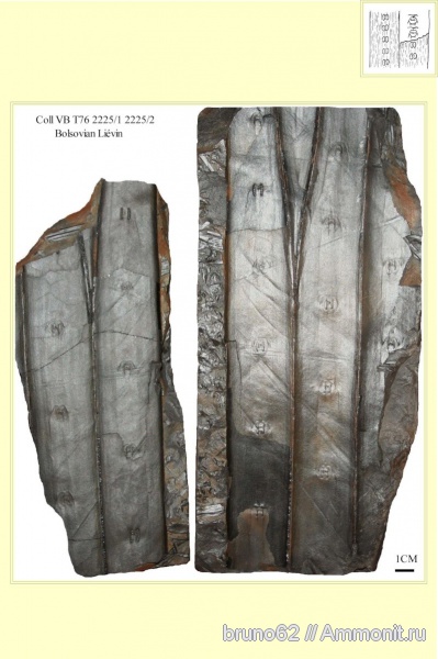 Carboniferous, Sigillaria laevigata, Sigillaria, Bolsovian, France, plants from Liévin aera