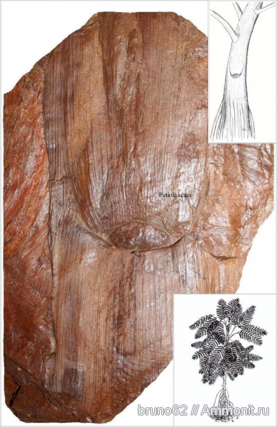 Carboniferous, Neuropteris, Bolsovian, France, plants from Liévin aera