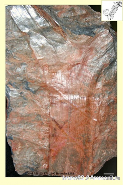 Carboniferous, Bolsovian, France, plants from Liévin aera, Aulacopteris