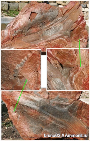 Carboniferous, Bolsovian, France, plants from Liévin aera, Aulacopteris