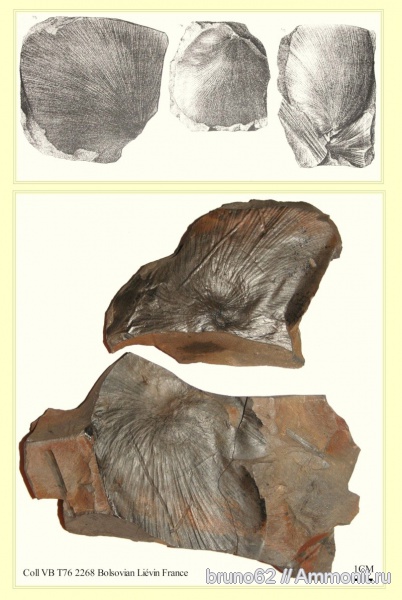 Carboniferous, Cyclopteris, Bolsovian, France, plants from Liévin aera