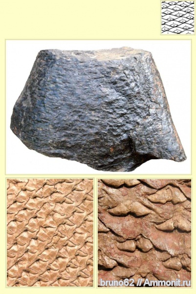 Carboniferous, Lepidophloios, Bolsovian, France, plants from Liévin aera