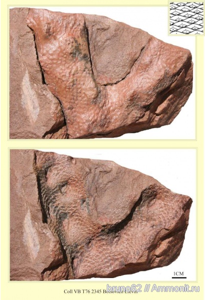 Carboniferous, Bolsovian, France, plants from Liévin aera, Halonia