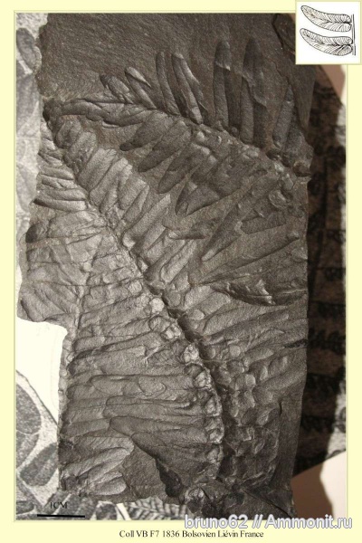 Carboniferous, Neuropteris tenuifolia, Neuropteris, Bolsovian, France, plants from Liévin aera