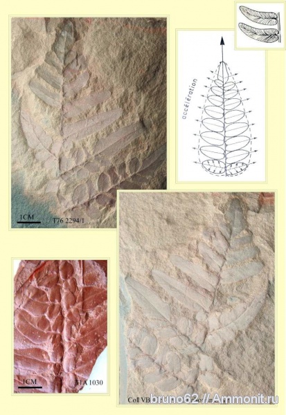 Carboniferous, Neuropteris tenuifolia, Neuropteris, Bolsovian, France, plants from Liévin aera