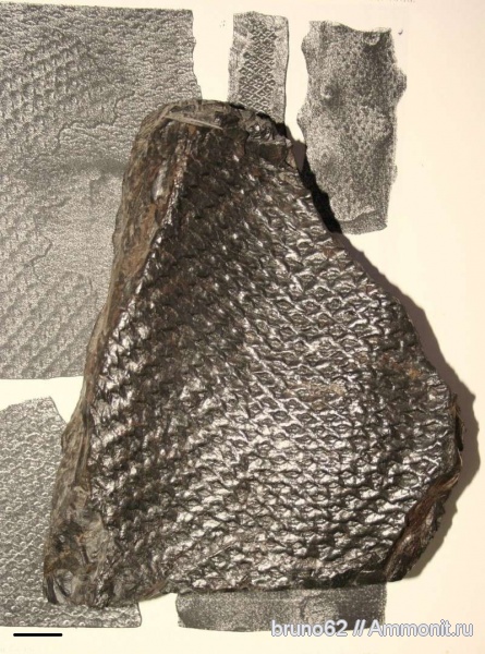 Carboniferous, Lepidophloios, Bolsovian, France, plants from Liévin aera