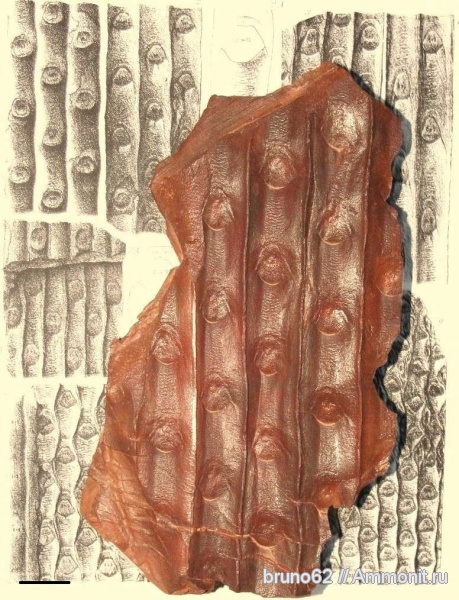 Carboniferous, Sigillaria, Sigillaria scutellata, Bolsovian, France, plants from Liévin aera