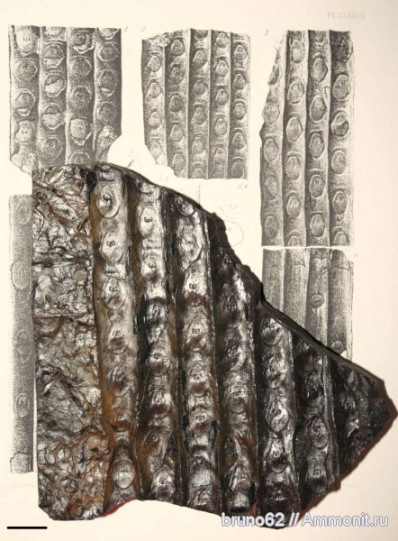 Carboniferous, Sigillaria, Sigillaria boblayi, Bolsovian, France, plants from Liévin aera