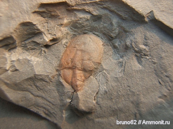 Carboniferous fauna from Liévin, Valloisella, Valloisella lievinensis, Xiphosura