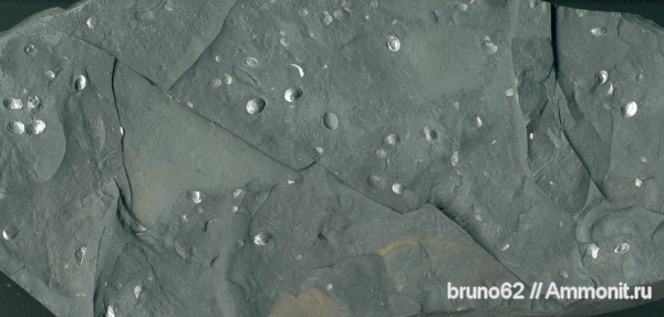 Carboniferous fauna from Liévin, Euestheria