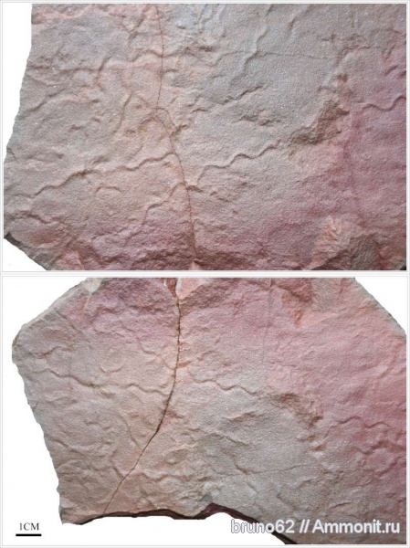 Carboniferous fauna from Liévin, Cochlinus, ichnofossils