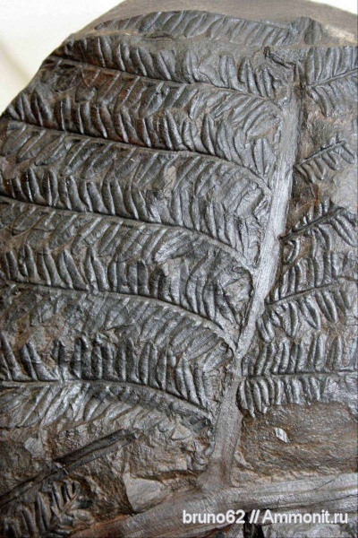 Carboniferous, Alethopteris, Alethopteris lonchitica, Bolsovian, France, plants from Liévin aera
