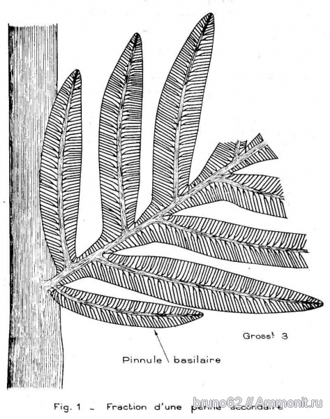 Carboniferous, Alethopteris, Bolsovian, France, plants from Liévin aera, Alethopteris bertrandi