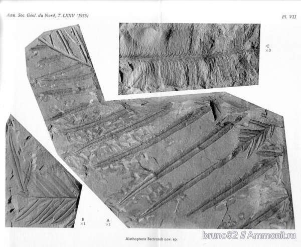 Carboniferous, Alethopteris, Bolsovian, France, plants from Liévin aera, Alethopteris bertrandi