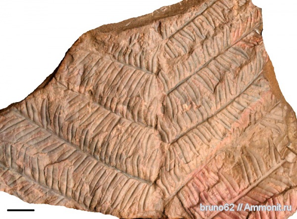 Carboniferous, Alethopteris, Bolsovian, France, plants from Liévin aera