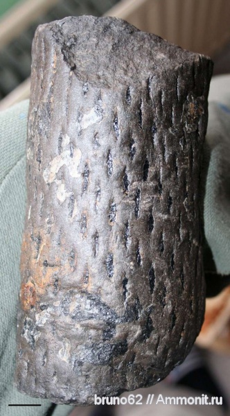 Carboniferous, Knorria, Bolsovian, France, plants from Liévin aera