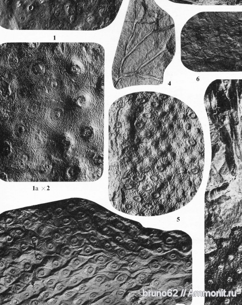 Carboniferous, stigmaria, Bolsovian, France, plants from Liévin aera