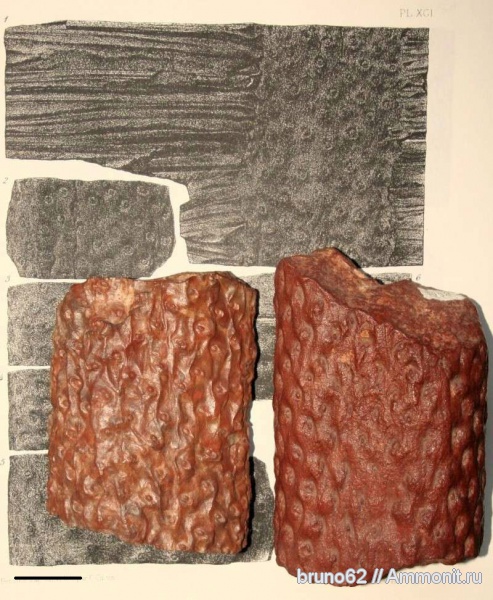 Carboniferous, stigmaria, Bolsovian, France, plants from Liévin aera