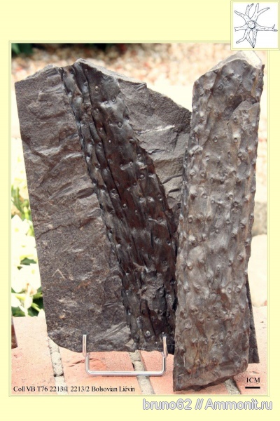 Carboniferous, stigmaria, Bolsovian, France, plants from Liévin aera