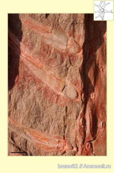 Carboniferous, stigmaria, Bolsovian, France, plants from Liévin aera