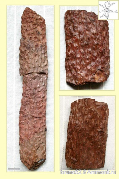 Carboniferous, stigmaria, Bolsovian, France, plants from Liévin aera