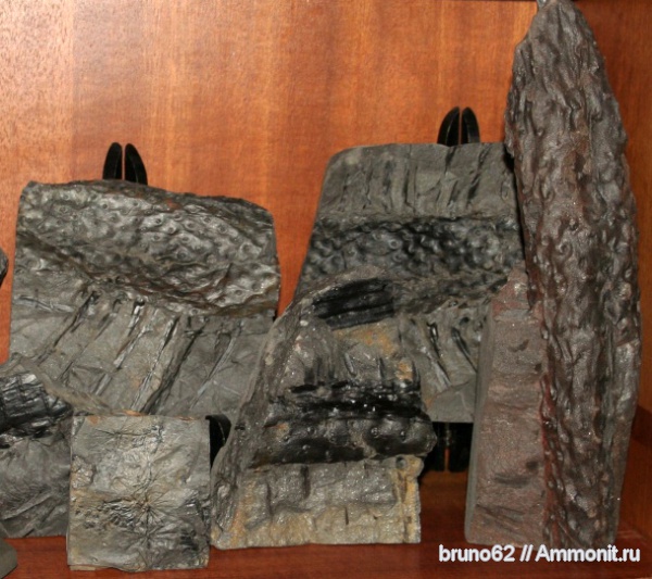 Carboniferous, stigmaria, Bolsovian, France, plants from Liévin aera