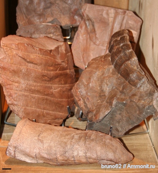 Carboniferous, Calamites, Bolsovian, France, plants from Liévin aera