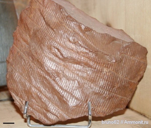 Carboniferous, Stylocalamites, Bolsovian, France, plants from Liévin aera, Stylocalamites suckowii