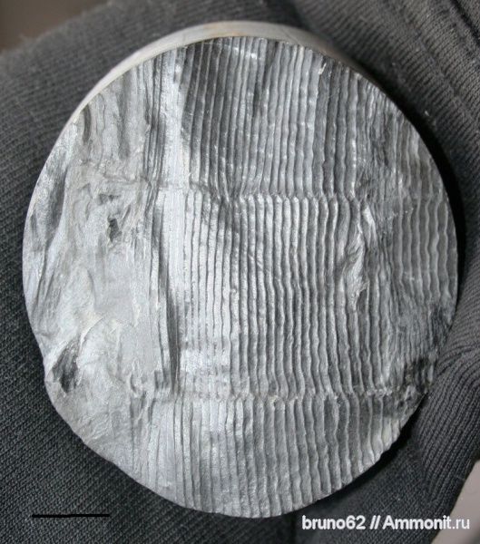 Carboniferous, Stylocalamites, Bolsovian, France, plants from Liévin aera, Stylocalamites undulatus