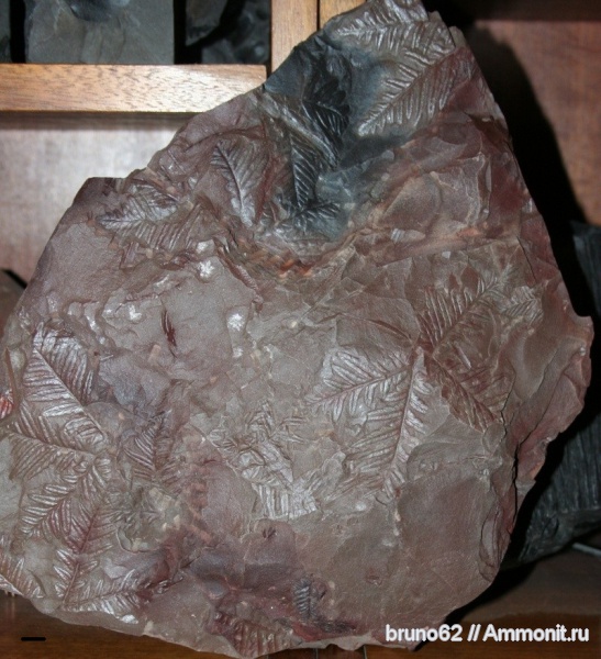 Carboniferous, Mariopteris, Bolsovian, France, plants from Liévin aera