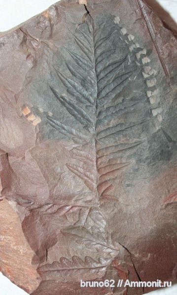 Carboniferous, Mariopteris, Bolsovian, France, plants from Liévin aera