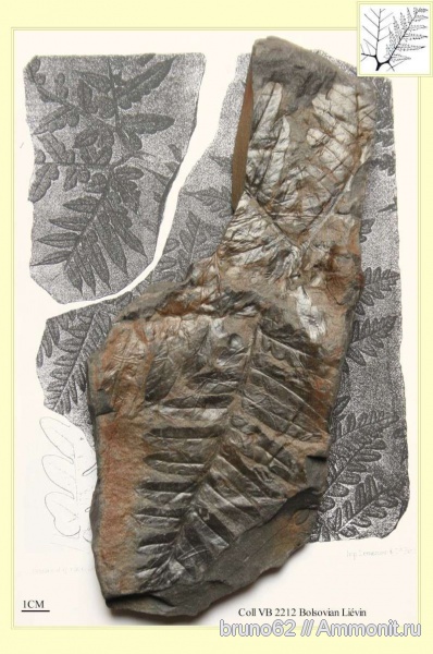 Carboniferous, Mariopteris, Bolsovian, France, plants from Liévin aera