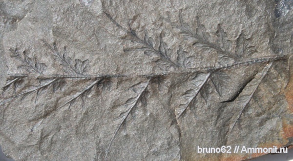 Carboniferous, Mariopteris, Bolsovian, France, plants from Liévin aera