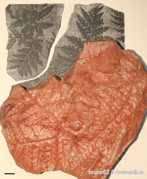 Carboniferous, Mariopteris, Bolsovian, France, plants from Liévin aera