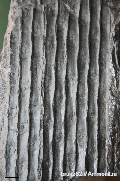 Carboniferous, Sigillaria, Sigillaria scutellata, Bolsovian, France, plants from Liévin aera