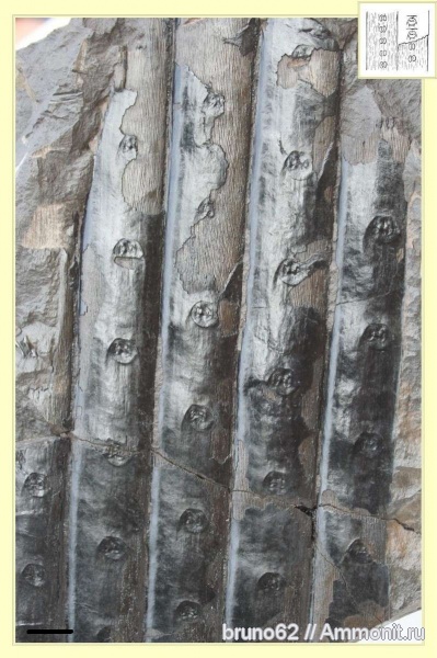 Carboniferous, Sigillaria laevigata, Sigillaria, Bolsovian, France, plants from Liévin aera